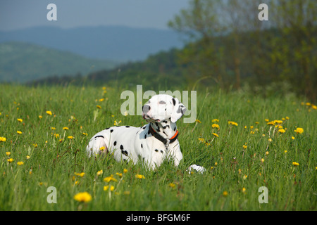 Dalmatiner (Canis Lupus F. Familiaris), Dalmatiner, liegend auf einer Wiese, Deutschland Stockfoto