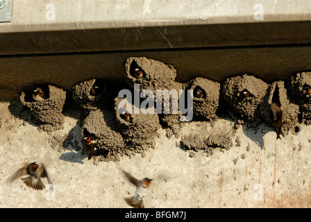 Cliff Schwalben (Petrochelidon Pyrrhonota) Blick vom Schlamm gebildet Nester, South Dakota, USA Stockfoto