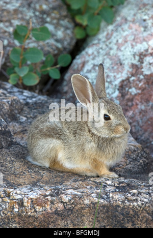 Östlichen Cottontail (Sylvilagus Floridanus) sitzt auf einem Granitblock. Custer State Park, South Dakota, USA Stockfoto