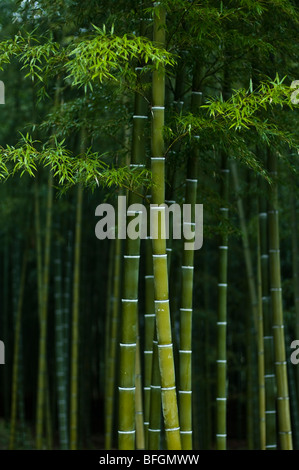 Bambus Wald, Arashiyama, Kyoto, Japan Stockfoto