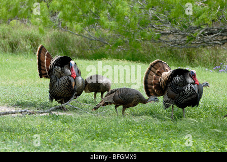 Wilder Truthahn (Meleagris Gallopavo) Anzeige Gefieder in der Nähe von weiblich, Choke Canyon State Park, Texas, USA Stockfoto