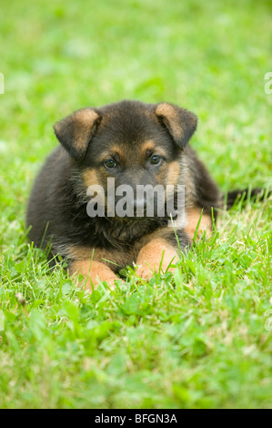 Deutscher Schäferhund-Welpen Stockfoto