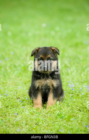 Deutscher Schäferhund-Welpen Stockfoto