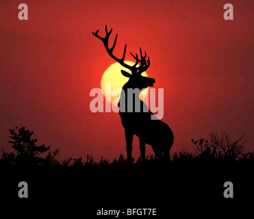 Stier Elch Sillouette bei Sonnenuntergang. Stockfoto