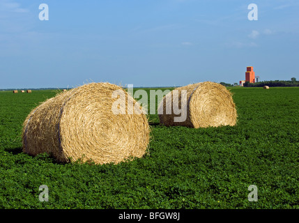 Luzerne-Feld mit Brötchen und Getreidesilo im Hintergrund. In der Nähe von Carey, Manitoba, Kanada Stockfoto