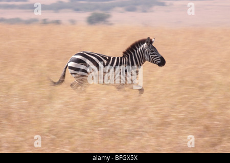 Wild Zebra ausgeführt Stockfoto