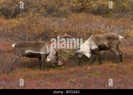 Karge Boden Caribou (Rangifer Tarandus) Bulls sparring in Tundra Lebensraum. Denali Nationalpark, Alaska, USA Stockfoto