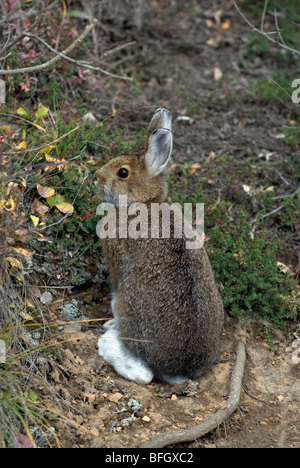 Schneeschuh-Hasen (Lepus Americanus) oder Varying Hasen im Sommer. Alaska, USA Stockfoto