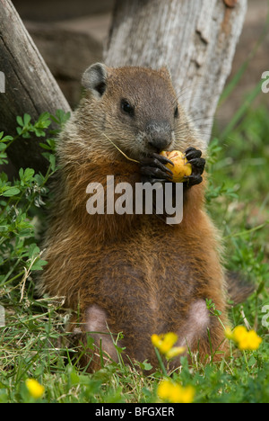 Murmeltier (Marmota Monax) Fütterung auf Apfelstück, Ontario, Kanada Stockfoto