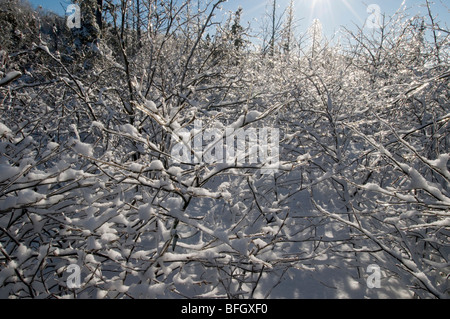 Sonne, Schnee und Eis bedeckten Zweige, Ontario, Kanada Stockfoto