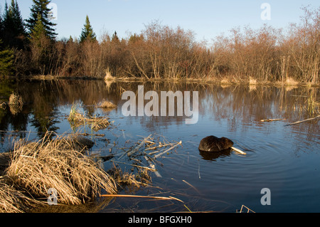 Biber (Castor Canadensis) am Teichrand Fütterung auf aspen Ast, Ontario, Kanada Stockfoto