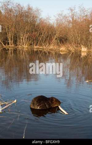 Biber (Castor Canadensis) sitzen im Teich ernähren sich von Aspen Baum Ast, Ontario, Kanada Stockfoto