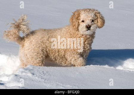 Süße Pudel-Bichon-Mix spielen im Schnee. Ontario, Kanada. Stockfoto