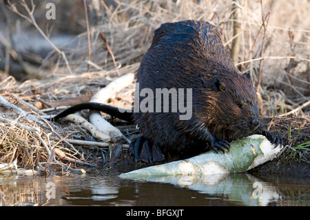 Biber (Castor Canadensis) sitzen im Teich ernähren sich von Aspen Baum Ast, Ontario, Kanada Stockfoto