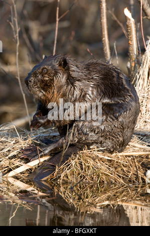 Biber (Castor Canadensis) sitzen am Beckenrand, Ontario, Kanada Stockfoto