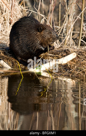 Biber (Castor Canadensis) sitzen am Beckenrand Fütterung auf Aspen Baum Ast, Ontario, Kanada Stockfoto