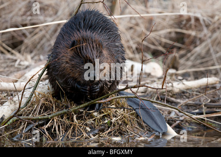 Biber (Castor Canadensis) sitzen am Beckenrand Fütterung auf Aspen Baum Ast, Ontario, Kanada Stockfoto