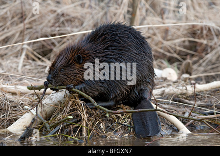 Biber (Castor Canadensis) sitzen am Beckenrand Fütterung auf Aspen Baum Ast, Ontario, Kanada Stockfoto