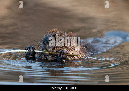 Biber (Castor Canadensis) Schwimmen im Teich mit Espe Ast, Ontario, Kanada Stockfoto