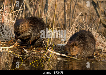 Biber (Castor Canadensis) Geschwister sitzen im Teich ernähren sich von aspen Ast, Ontario, Kanada Stockfoto