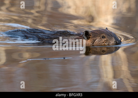 Biber (Castor Canadensis) Schwimmen im Teich, Ontario, Kanada Stockfoto