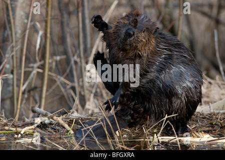 Biber (Castor Canadensis) sitzen und kratzen sich, Ontario, Kanada Stockfoto