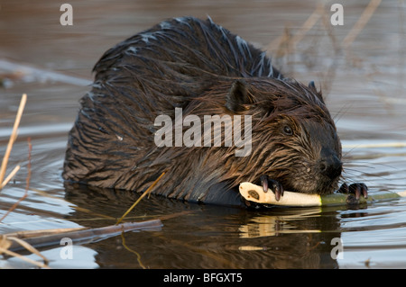 Biber (Castor Canadensis) sitzen im Teich ernähren sich von Aspen Baum Ast, Ontario, Kanada Stockfoto