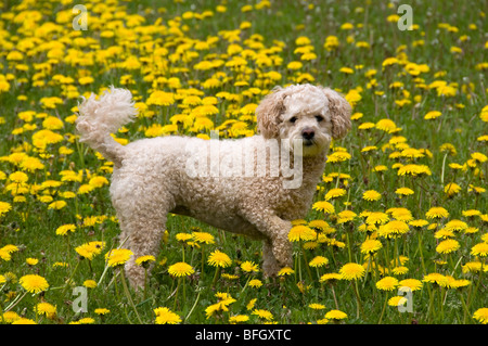 Süße Pudel-Bichon mix stehen im Bereich der gelbe Löwenzahn. Ontario, Kanada. Stockfoto