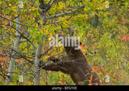 Schwarzer Bär (Ursus Americanus), juvenile Zimt phasengleich. Waterton Lakes Nationalpark, Alberta, Kanada. Stockfoto
