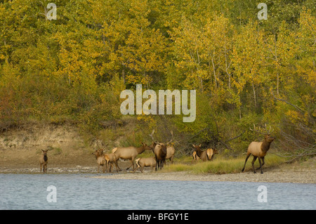 Junge männliche Elche (Cervus Elaphus)... Waterton Lakes Nationalpark, Alberta, Kanada. Stockfoto