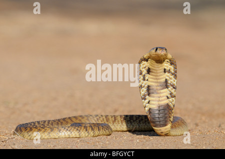Snouted Kobra (Naja Annulifera) mit Kopf erhoben und Haube verlängert. Stockfoto