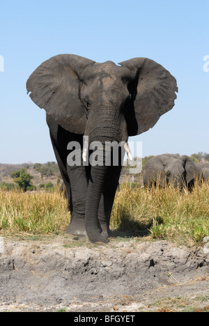 Afrikanischer Elefant steht am Ufer des Chobe Flusses, Botswana. Stockfoto