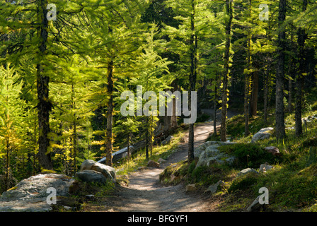 Lärchen. Lärche Talweg, Banff Nationalpark, Alberta, Kanada Stockfoto