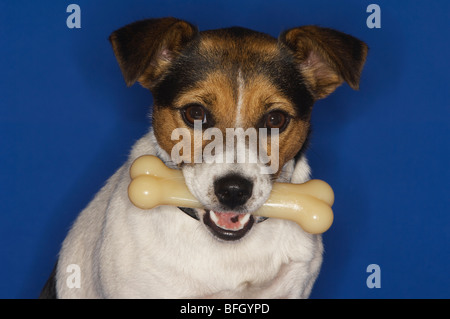 Jack-Russell-Terrier Hund Knochen halten Stockfoto