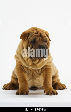 Shar-Pei Stockfoto