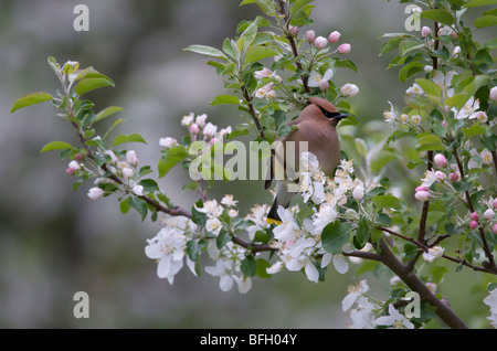 Zeder Seidenschwanz Bombycilla Cedrorum in Blüte Norland Apfelbaum, Frühling, Lake Superior, Ontario Stockfoto