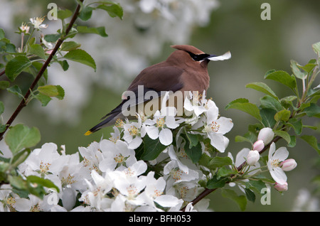 Zeder Seidenschwanz (Bombycilla Cedrorum) Essen Norland Apple Blütenblätter, Lake Superior, Ontario Stockfoto