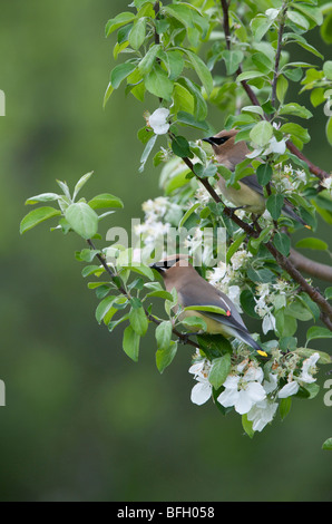 Zeder Seidenschwanz Bombycilla Cedrorum in Blüte Norland Apfelbaum, Frühling, Lake Superior, Ontario Stockfoto