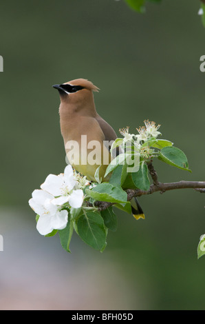 Zeder Seidenschwanz Bombycilla Cedrorum in Blüte Norland Apfelbaum, Frühling, Lake Superior, Ontario Stockfoto