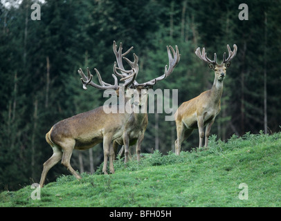 Drei rote Hirsche am Hang von Bäumen Stockfoto