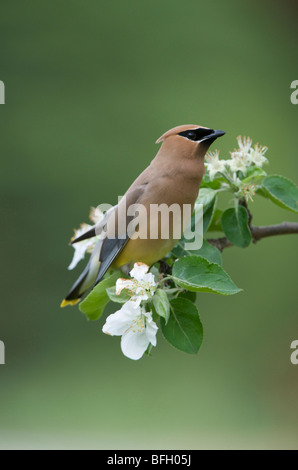 Zeder Seidenschwanz (Bombycilla Cedrorum) in Blüte Norland Apfelbaum, Frühling, Lake Superior, Ontario Stockfoto