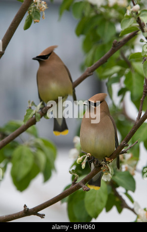 Zeder Seidenschwanz (Bombycilla Cedrorum) in Blüte Norland Apfelbaum, Frühling, Lake Superior, Ontario Stockfoto