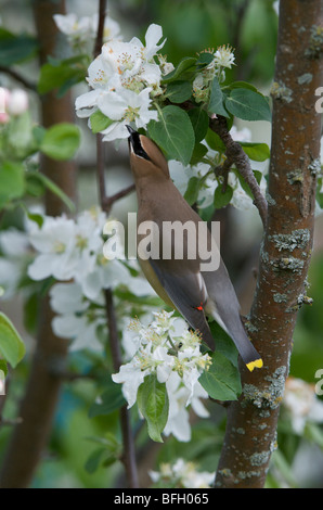 Zeder Seidenschwanz (Bombycilla Cedrorum) Essen Norland Apple Blütenblätter, Lake Superior, Ontario Stockfoto