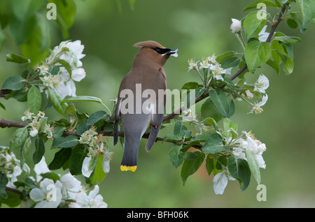 Zeder Seidenschwanz Bombycilla Cedrorum fressenden Norland Apple Blütenblätter, Lake Superior, Ontario Stockfoto