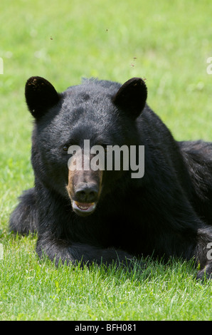 Eine wilde männliche Schwarzbären (Ursus Americanus) mit fliegen Summen um seinen Kopf in Sleeping Giant Provincial Park, Ontario, Kanada Stockfoto