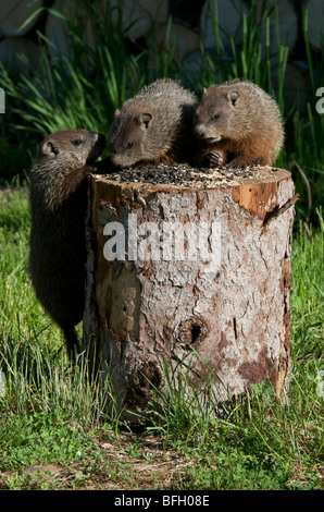 Junges Murmeltier (Marmota Monax) Essen Vogelfutter und wetteifern um die Position, Kanada. Stockfoto