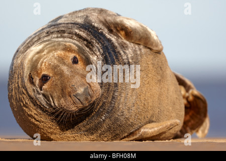 Atlantic Grey Bull Dichtung am Strand in Lincolnshire (Halichoerus Grypus) Stockfoto