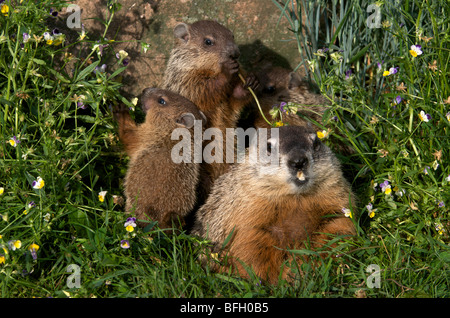 Mutter und baby Waldmurmeltiere ((Marmota monax), Nordamerika Stockfoto