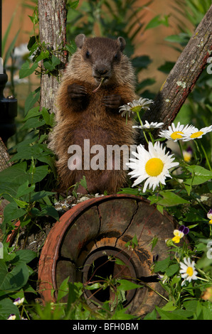 Junges Murmeltier (Marmota Monax) sitzt auf alten Wagonwheel Vegetation zu essen. Stockfoto