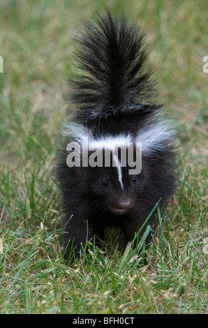 Striped Skunk (Mephitis Mephitis) jungen Schwanz hob in einer Warnung vor dem Sprühen Grand Portage National Monument Minnesota Stockfoto